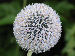 Close up picture of a spherical shaped flower