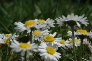 Picture some daisies taken at a low angle.
