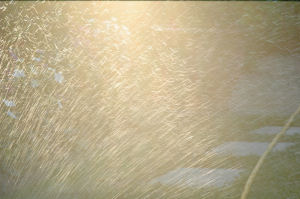 Picture of a sprinker, with the sun backlighting the water droplets.